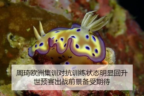 周琦欧洲集训对抗训练状态明显回升 世预赛出战前景备受期待